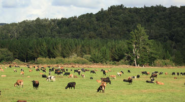 cow, day, eye level view, grass, lawn, mountain, New Zealand, summer, sunny, woodland