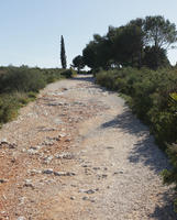 bright, bush, cypress, day, Denia, eye level view, path, shrub, Spain, spring, sunny, Valenciana