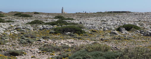 day, eye level view, Faro, Faro, flower, greenery, ground, open space, path, Portugal, rock, rockery, rocks, shrub, summer, sunlight, sunny, vegetation