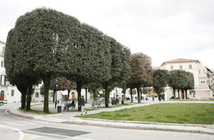 Arezzo, day, eye level view, Italia , manicured trees, natural light, spring, street, Toscana, tree