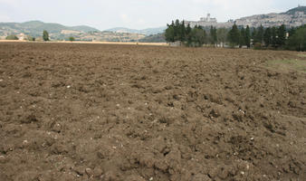 Assisi, day, diffuse, diffused light, eye level view, field, Italia , summer, Umbria