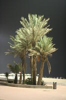 Agadir, artificial lighting, autumn, evening, eye level view, Morocco, palm, path, tree, vegetation