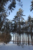 afternoon, bright, coniferous, day, eye level view, Poland, snow, sunny, tree, Wielkopolskie, winter, woodland