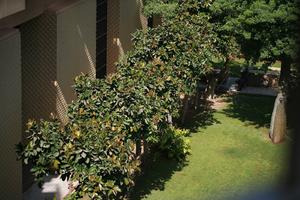 bush, day, East Timor, Egypt, Egypt, elevated, garden, natural light, vegetation