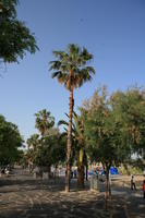 Barcelona, Cataluña, day, eye level view, palm, path, Spain, sunny, tree, tropical, vegetation