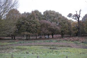 afternoon, autumn, cloudy, day, deciduous, eye level view, grass, open space, outdoors, park, tree, vegetation