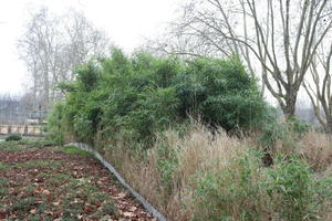 bamboo, bush, day, eye level view, France, Ile-De-France, natural light, Paris, park, shrub, winter