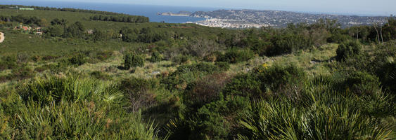 bright, bush, day, Denia, elevated, shrub, shrubland, Spain, spring, sunny, Valenciana