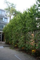 artificial lighting, Belgium, Brussels, courtyard, day, eye level view, summer, tree, vegetation