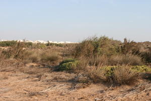 autumn, bush, day, desert, direct sunlight, Essaouira, eye level view, Morocco, natural light, sunlight, sunny, sunshine, vegetation