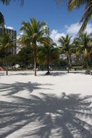 day, evergreen, eye level view, Florida, Miami, palm, park, Phoenix canariensis, summer, sunny, The United States