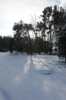 afternoon, backlight, bright, coniferous, day, eye level view, Poland, shady, snow, sunny, tree, Wielkopolskie, winter, woodland