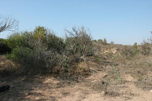 autumn, bush, day, desert, direct sunlight, Essaouira, eye level view, Morocco, natural light, sunlight, sunny, sunshine, vegetation