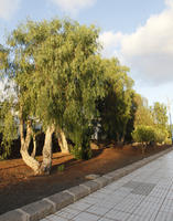 autumn, Canarias, day, eye level view, kerb, pavement, Spain, sunny, tree, weeping willow, willow