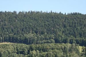 day, elevated, forest, Lausanne, mountain, natural light, summer, sunny, Switzerland, tree, Vaud, vegetation