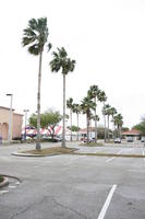 ambient light, car park, day, diffuse, diffused light, eye level view, Florida, overcast, palm, The United States, vegetation, winter