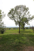 broad-leaf tree, broad-leaved tree, day, direct sunlight, eye level view, grass, natural light, open space, outdoors, summer, sunny, tree