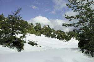 coniferous, day, evergreen, eye level view, France, Greolieres, Provence Alpes Cote D