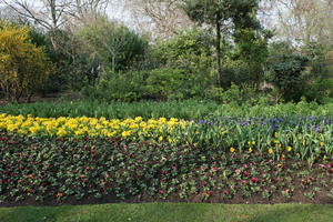 bush, day, England, eye level view, flower, flower field, London, park, shrub, spring, sunny, The United Kingdom