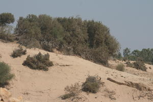 autumn, bush, day, desert, direct sunlight, Essaouira, eye level view, Morocco, natural light, sunlight, sunny, sunshine, vegetation