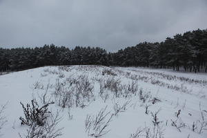 eye level view, forest, overcast, Poland, snow, track, tree, Wielkopolskie, winter, Wolsztyn