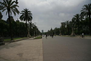 Barcelona, Cataluña, day, eye level view, natural light, palm, pavement, Spain, street