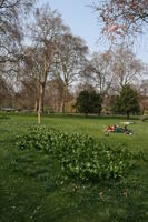 day, deciduous, England, eye level view, grass, London, park, spring, sunny, The United Kingdom, tree