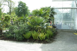 day, England, eye level view, garden, natural light, park, plant, The United Kingdom, Woking