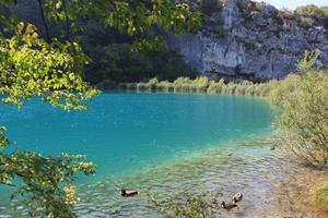 animal, bush, Croatia, day, ducks, eye level view, Karlovacka, lake, tree, vegetation