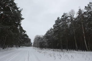 eye level view, forest, overcast, Poland, snow, track, tree, Wielkopolskie, winter, Wolsztyn