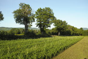 afternoon, crop, day, eye level view, field, grass, Italia , Siena, spring, sunny, Toscana, treeline