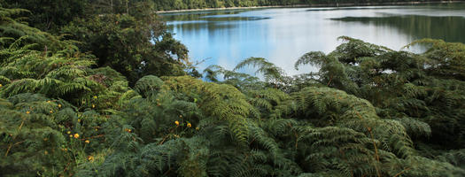 day, diffuse, diffused light, eye level view, fern, grass, greenery, natural light, New Zealand, river, summer, West Coast