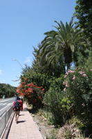 Canarias, day, direct sunlight, evergreen, eye level view, flowered bush, garden, Las Palmas, palm, Phoenix canariensis, Spain, spring, sunny