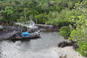 boat, day, elevated, Ko Phi Phi Don, Krabi, mangrove, natural light, shore, Thailand, tree, vegetation