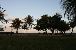 day, dusk, eye level view, Florida, grass, Miami, palm, park, The United States, tree, vegetation