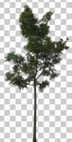 broad-leaf tree, broad-leaved tree, cutout, cutout trees, day, diffuse, diffused light, eye level view, summer, young