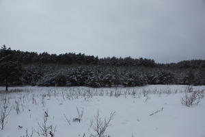 eye level view, forest, overcast, Poland, snow, track, Wielkopolskie, winter, Wolsztyn