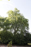 broad-leaf tree, broad-leaved tree, day, direct sunlight, England, eye level view, London, park, summer, sunny, The United Kingdom, tree