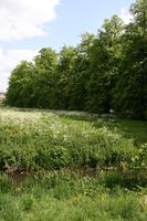 afternoon, Cambridge, day, England, eye level view, grass, spring, stream, sunny, The United Kingdom, tree, vegetation