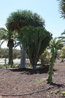 cactus, Canarias, Cardon Canario, day, direct sunlight, Euphorbia canariensis, eye level view, garden, Las Palmas, palm, Spain, spring, succulent plant, sunny