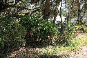 day, eye level view, Florida, Miami, natural light, park, sunny, The United States, tree, tropical, vegetation, winter