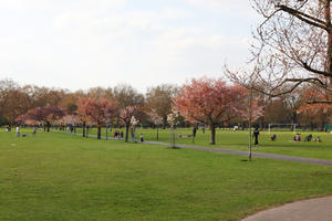 blooming, blossom, day, deciduous, England, eye level view, grass, group, London, park, people, picnicking, sitting, spring, sunny, The United Kingdom, tree