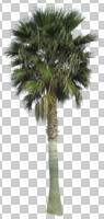 cutout, cutout plants, cutout trees, day, evergreen, eye level view, Mexican fan palm, natural light, palm, plant, sub-tropical, tree, tropical, Washingtonia robusta