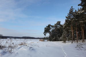 afternoon, bright, coniferous, day, eye level view, Poland, snow, sunny, tree, Wielkopolskie, winter