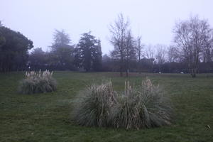 day, diffuse, diffused light, eye level view, grass, Italia , natural light, park, reed, shrub, Toscana, Volterra, winter