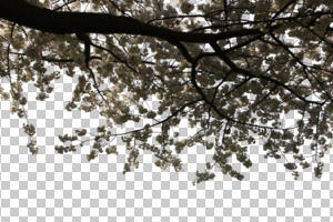 below, blooming, blossom, branch, cutout, cutout trees, day, spring, sunny