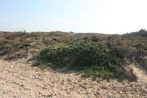 autumn, bush, day, desert, direct sunlight, Essaouira, eye level view, Morocco, natural light, sunlight, sunny, sunshine, vegetation