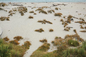 day, diffuse, diffused light, elevated, grass, natural light, New Zealand, overcast, plant, sand dune, summer, West Coast