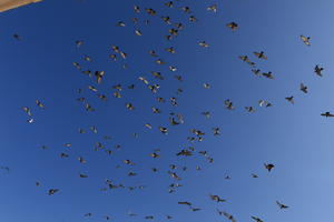 autumn, below, bird, bright, Croatia, day, Dubrovacko-Neretvanska, Dubrovnik, natural light, sunny