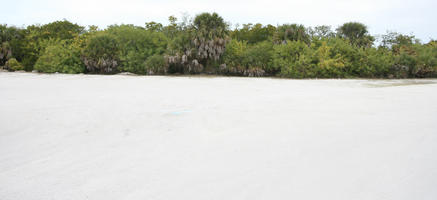 ambient light, beach, day, diffuse, diffused light, eye level view, Florida, overcast, The United States, tropical, vegetation, winter